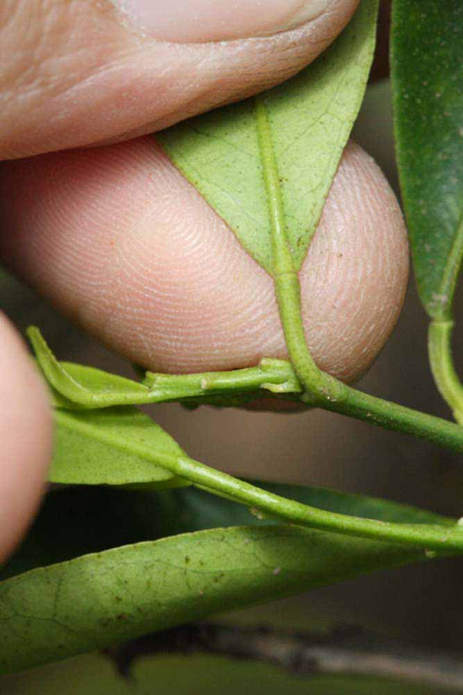              Petiole (Riverside, CA)       